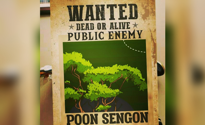 Meme pohon sengon