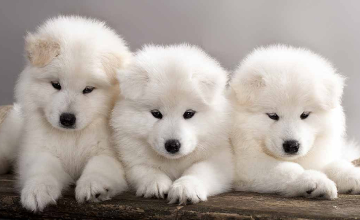 Samoyed