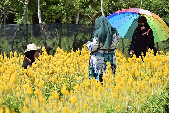 Taman Bunga Celosia