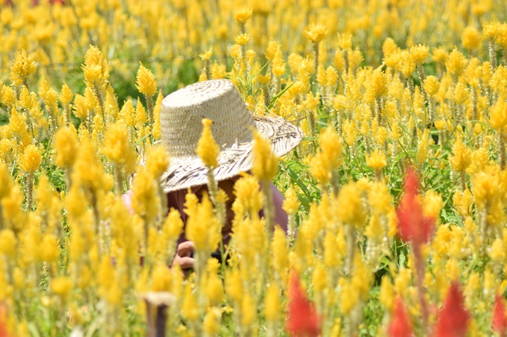 Taman Bunga Celosia