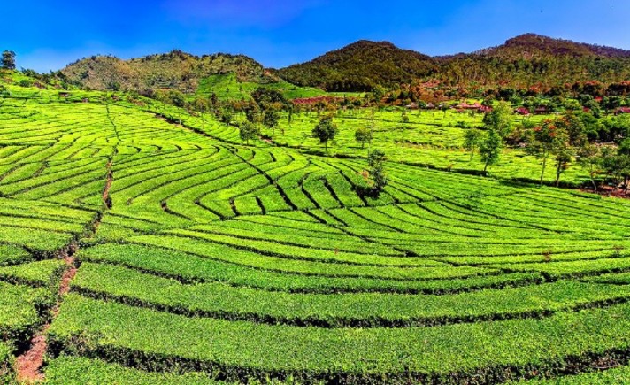 Kebun Teh Sukawana Bandung