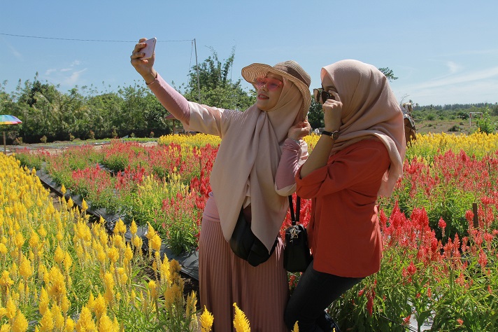 Pengalaman Mengunjungi Taman  Bunga  Celosia  di Aceh  Jaya  
