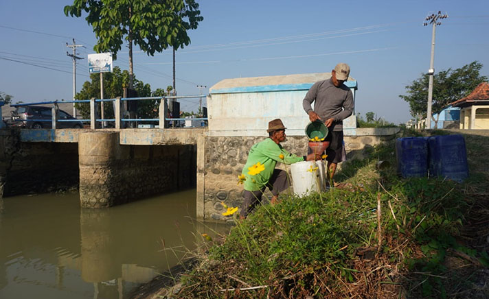 Kemarau di Tegal