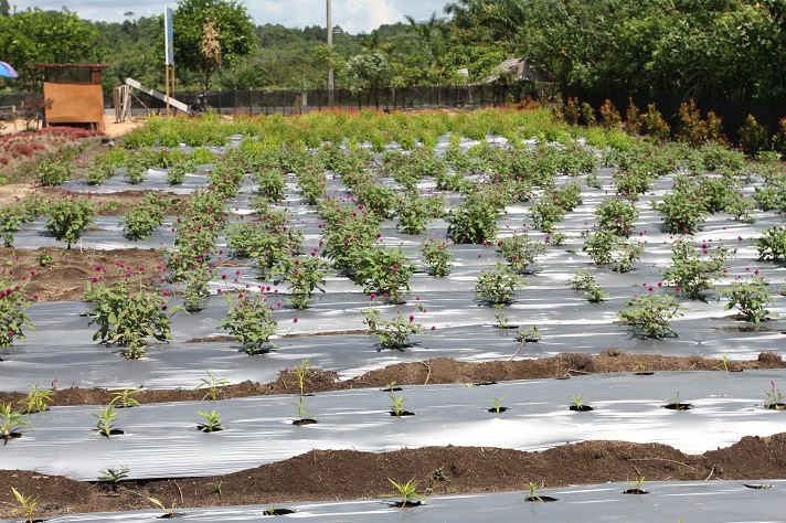 Taman Bunga Celosia