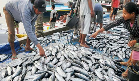 Ikan Sulawesi Utara