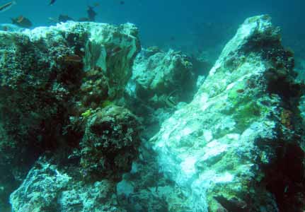 Terumbu Karang Raja Ampat