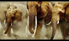 Berita segerombolan gajah