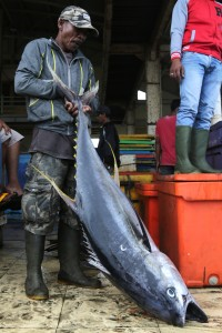 Berita tuna sirip kuning-oke