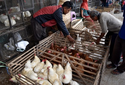Berita harga-ayam-1