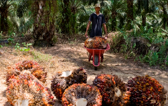 Berita kelapa-sawit-2