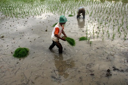 Perbanyak Alat Berat Untuk Percepatan Cetak Sawah di Mukomuko