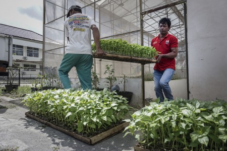 Yogyakarta: Perluas Hutan Tanaman Rakyat