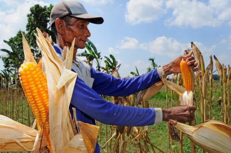 Menteri Pertanian  Panen Jagung  300 Hektar Tagar