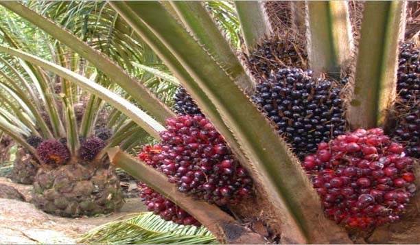 Kelapa sawit Indonesia