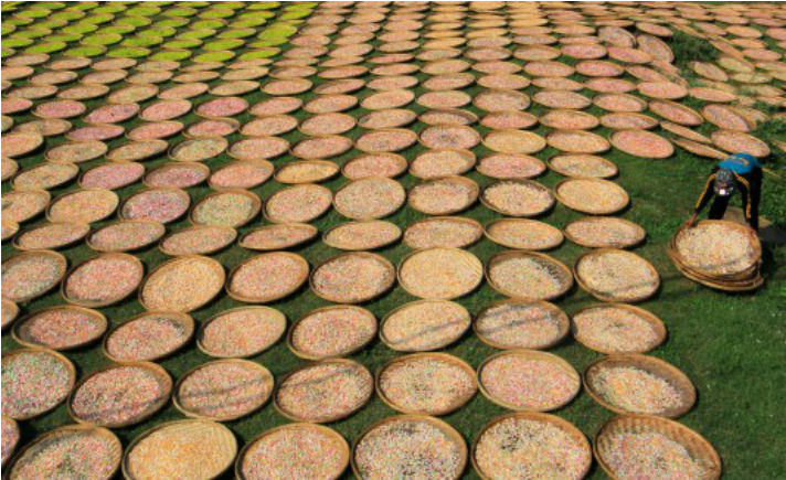 Pengeringan Kerupuk.