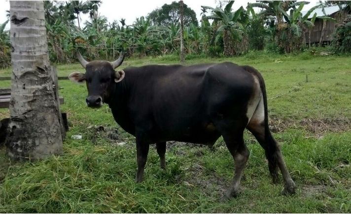 Sapi kurban dagangan Andi Isak Teru