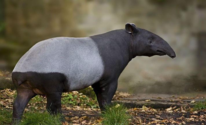 Tapir
