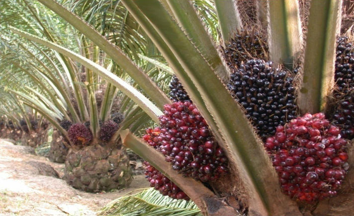 Buah Kelapa Sawit