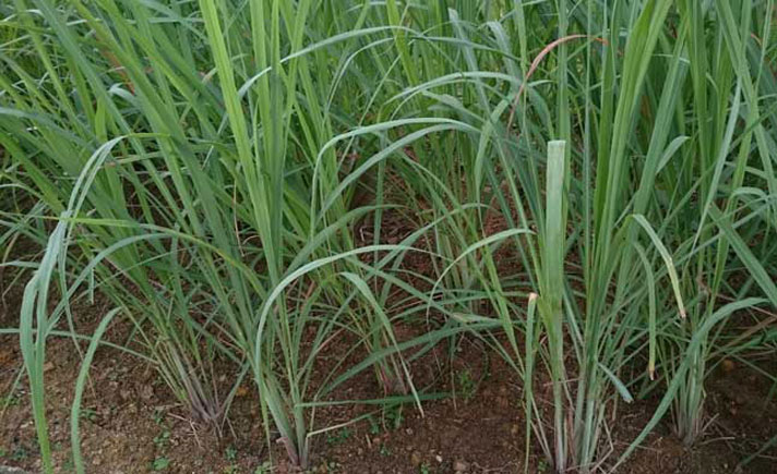 #SanggeSangge, Menjajal Cinta Tanpa Hati dan Ketulusan  Tagar