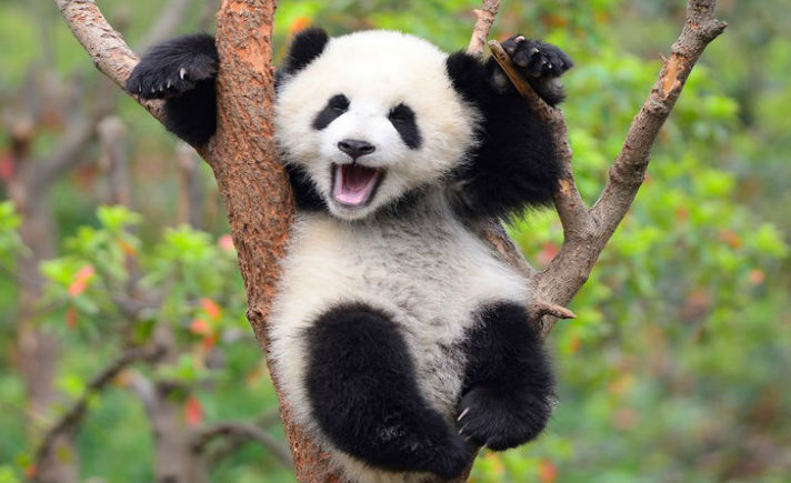 Asal Mula Diplomasi Panda  Ala China Tagar