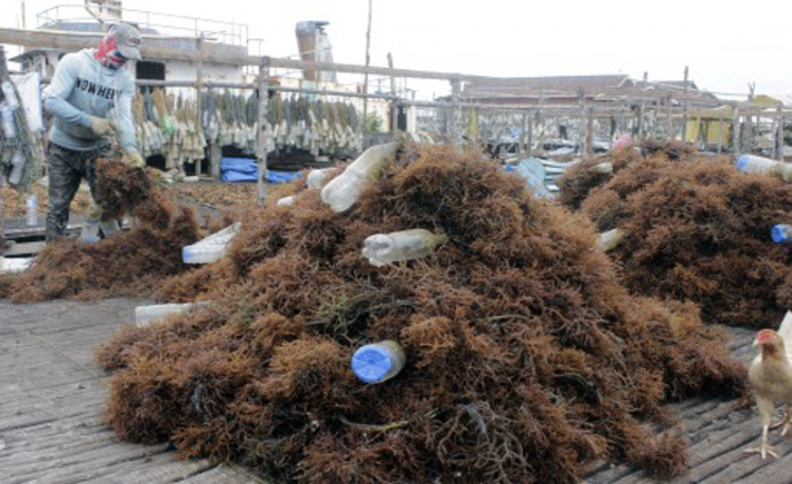 Rumput Laut