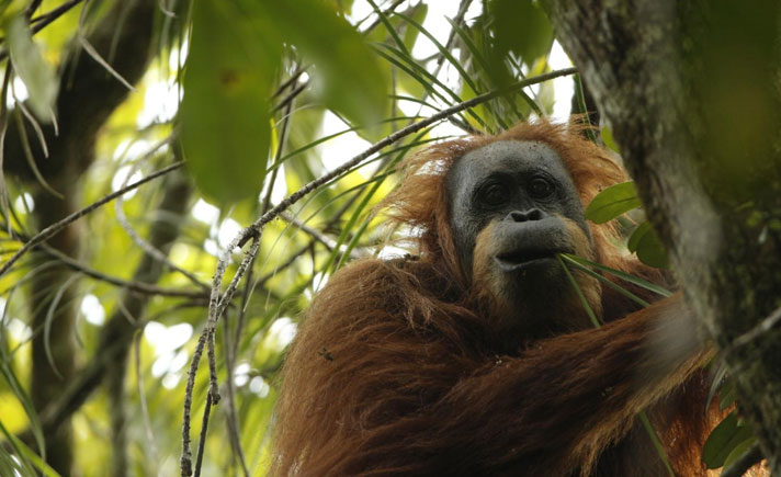 Orangutan Tapanuli