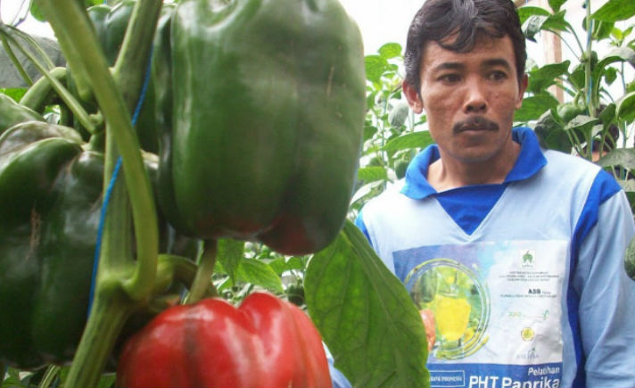 Petani paprika di Desa Pasirlangu Cisarua