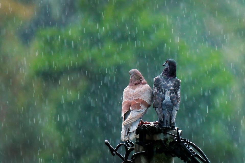 Paling Hits 30 Gambar Romantisme Hujan Gambar Kitan
