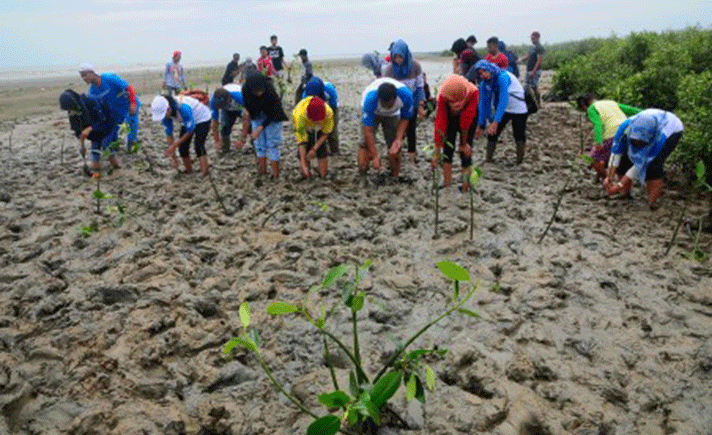 Aksi Tanam Mangrove
