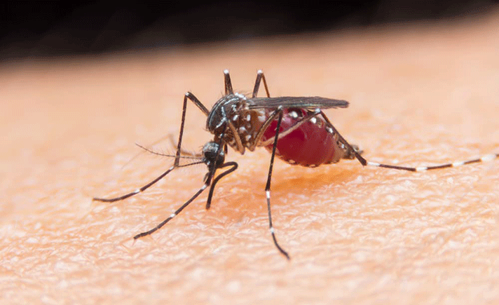 Demam Berdarah Dengue