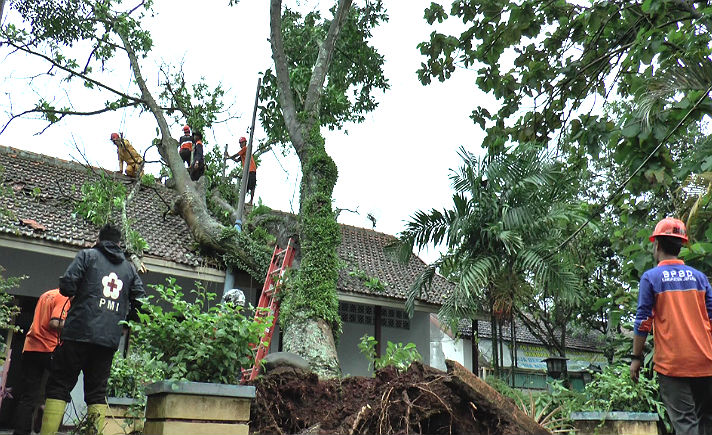 Tumbangnya pohon tempat RA Kartini bermain