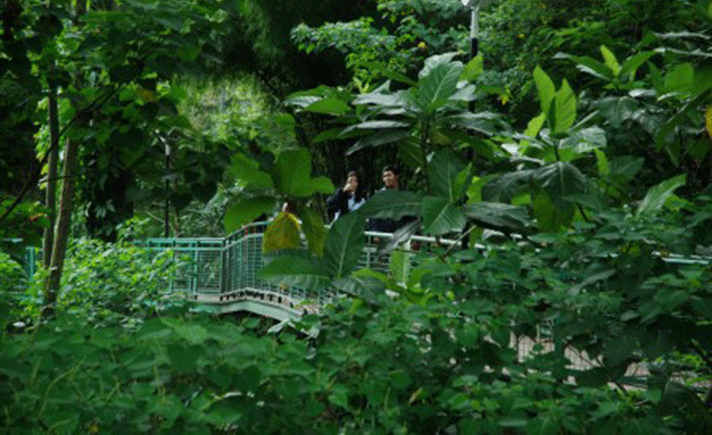 Terpanjang di Asia Tenggara, Bandung Miliki Forest Walk 