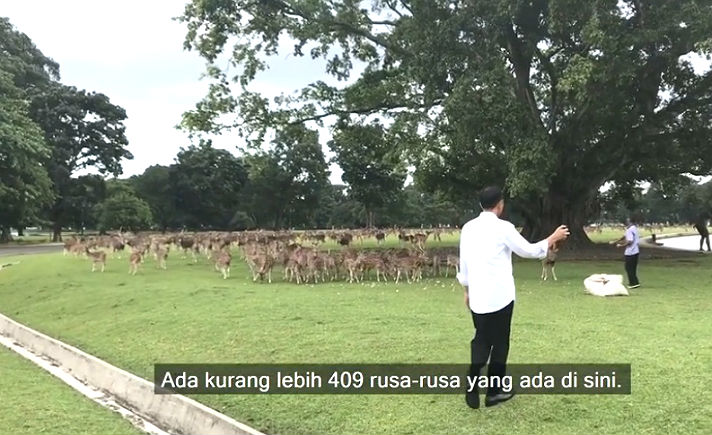 1 Jokowi dan Rusa