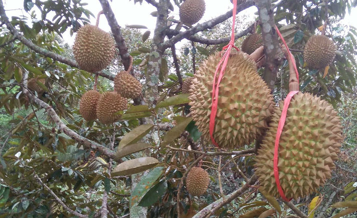 Wisata Durian di Desa Ngropoh, Temanggung, Jawa Tengah Tagar