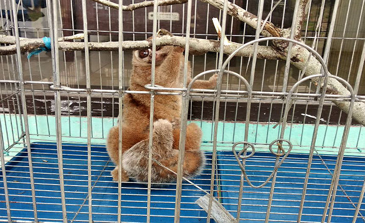 Kukang Sunda yang Diamankan