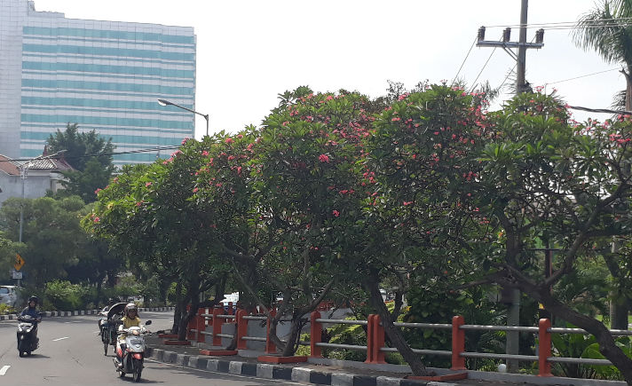 Tanaman bungan di Jalan Protokol Surabaya Lut