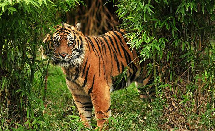 Harimau Sumatera