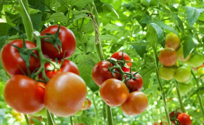 Ilustrasi tomat