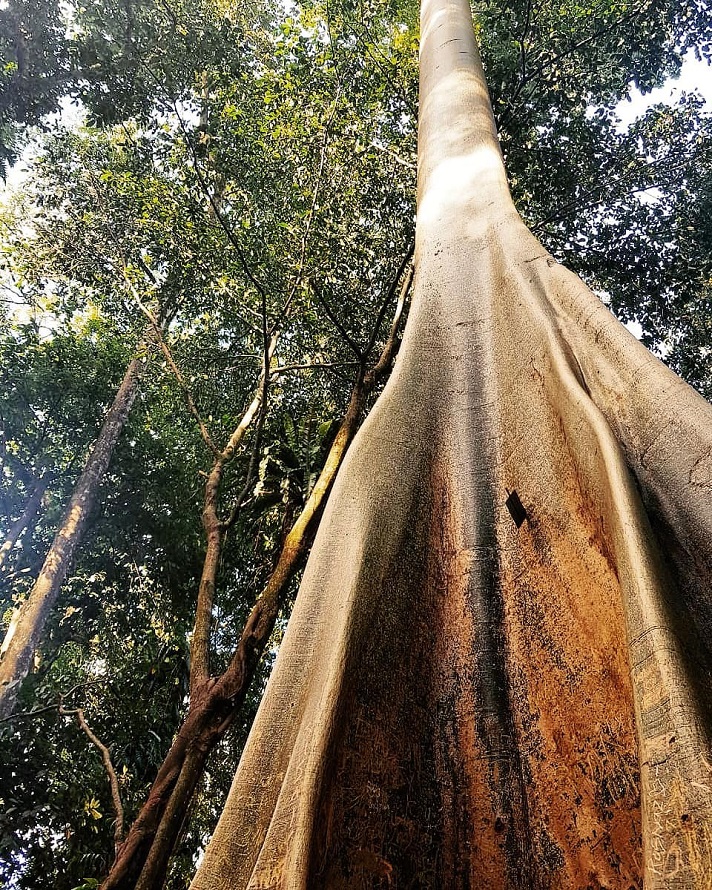 Kebun Raya Bogor