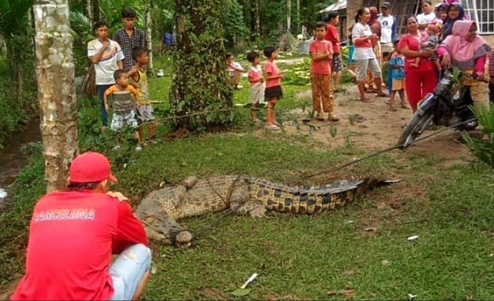 Kabupaten Agam, Buaya