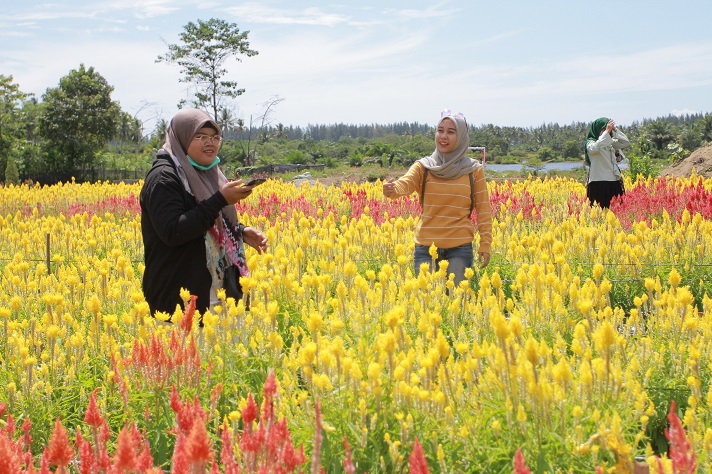 Taman Bunga Celosia