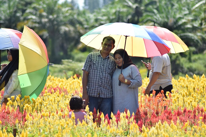 Taman Bunga Celosia