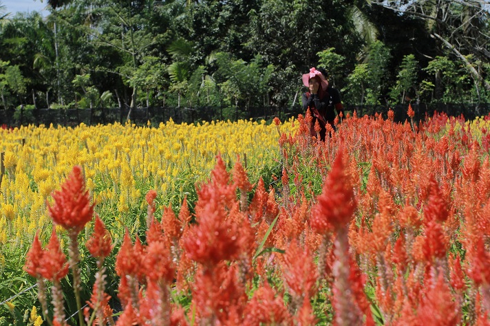 Taman Bunga Celosia