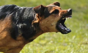 Warga Berbondog Bondong Buru Anjing Gila Yang Telah Memakan Tiga