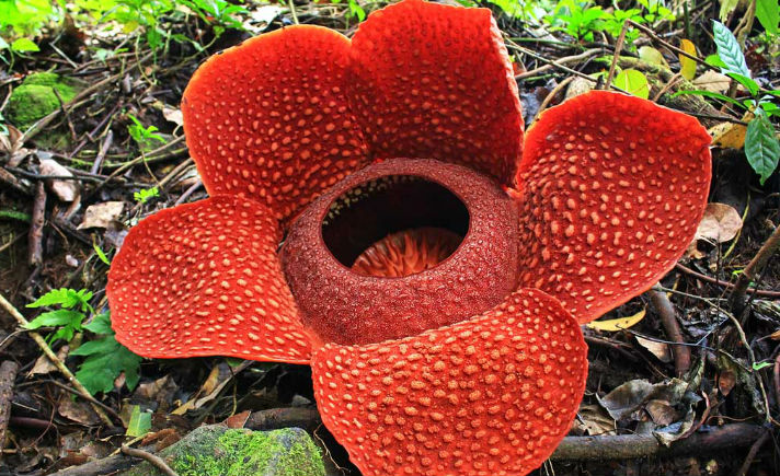 Bunga Rafflesia