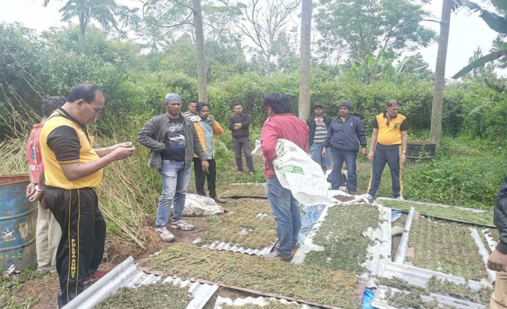 Ladang Ganja