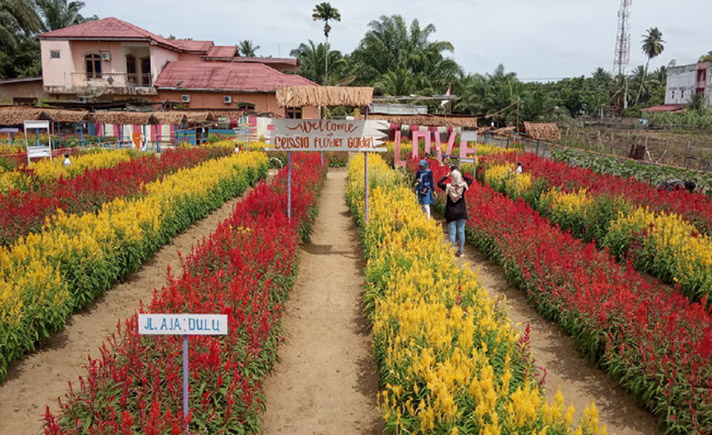 Taman Celosia Aceh Singkil