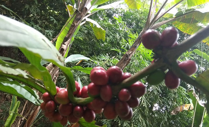 Kopi Rau Lombok