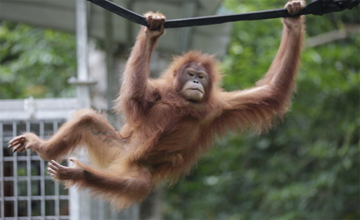 Orangutan Sumatera