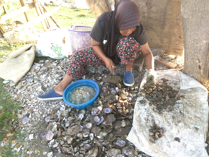 Pencari Tiram Aceh